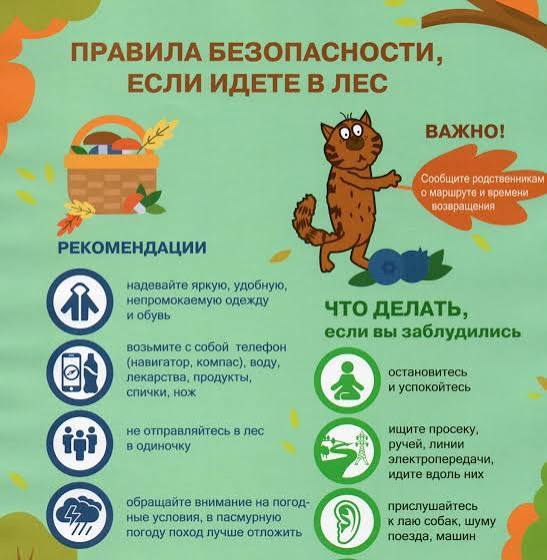 Правила безопасности если идете в лес
